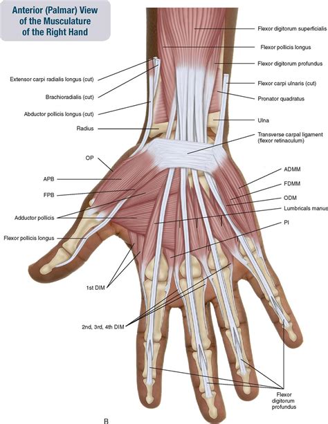 Wrist Muscles Name What Is The Opposite Side Of The Forearm Called