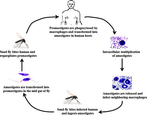 Schematic Representation Showing The Life Cycle Of Leishmania Donovani Download Scientific