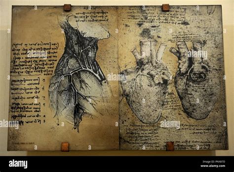 Cardiovascular Systems Drawing In 1513 Leonardo Da Vinci To Study The