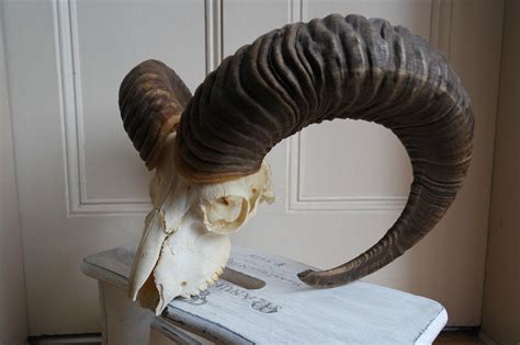 Large Mouflon Trophy Skull Antlers 1778543103