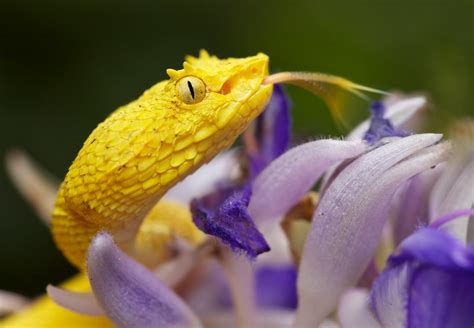 Yellow Eyelash Pit Viper Bothriechis Schlegelii 24 Flickr