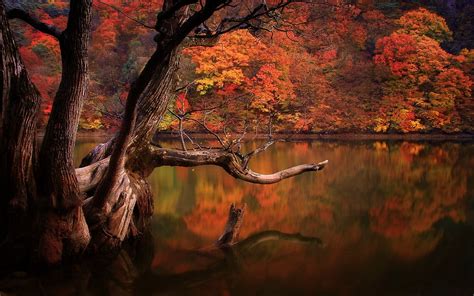 Lake Forest Fall South Korea Sadness Nature Wallpaper Nature And