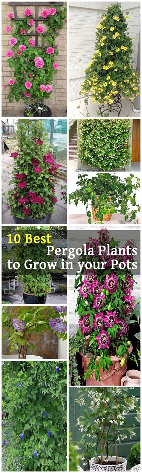 Top 10 Pergola Plants To Grow In Your Pots Pergola Plants Plants