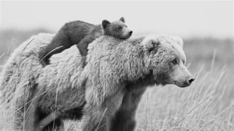 Grizzly Bears Animals Are The Best People Pinterest