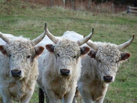 Chillingham Cattle M Photos Cute Photos Farm Animals Cute Animals