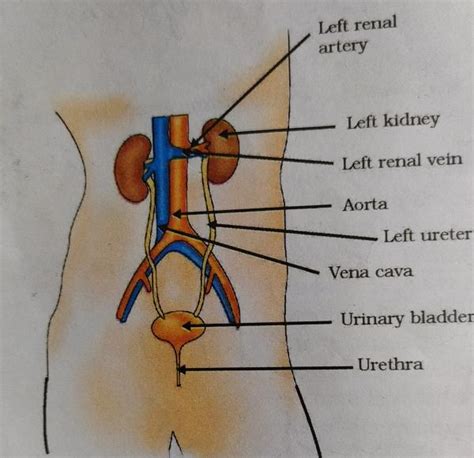 Class 10 Cbse Science Biology Lesson 6 Life Processes Part 5