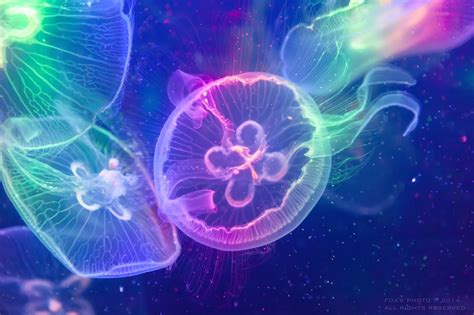 Colorful Jellyfish Deep Sea Creatures Jellyfish
