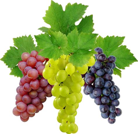 Maybe you would like to learn more about one of these? seeded grapes | Uvas, Sementes de frutas, Videiras de uva