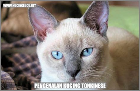 Kucing Tonkinese Karakter Perawatan Dan Keunikan Yang Menggemaskan