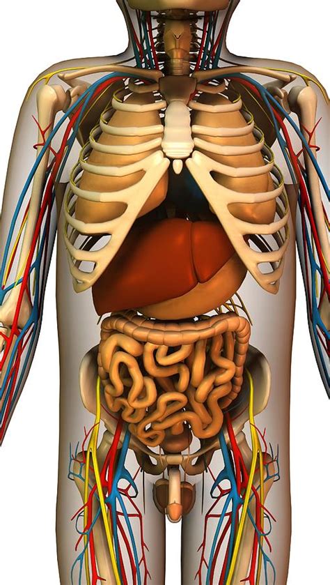 Internal Torso Anatomy Artwork Photograph By Friedrich Saurer Fine