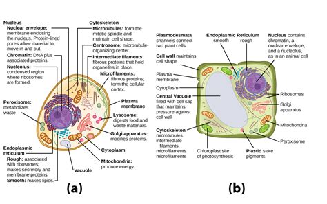 Identify key organelles present only in animal cells, including centrosomes and lysosomes. Outcome: Organelles | Biology (Early Release)