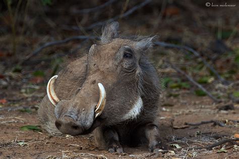 Warthog F Wild South Africa Kruger National Park As A Ru Flickr