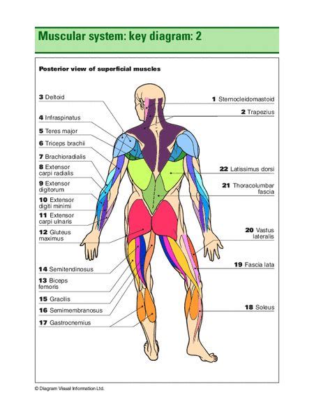 Anterior muscles diagram picture category: muscular diagram | Muscle anatomy, Muscular system ...