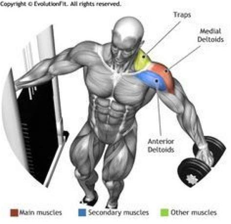 Shoulders Dumbbell Leaning Lateral Raises Increasemuscle With Images Muscle Building