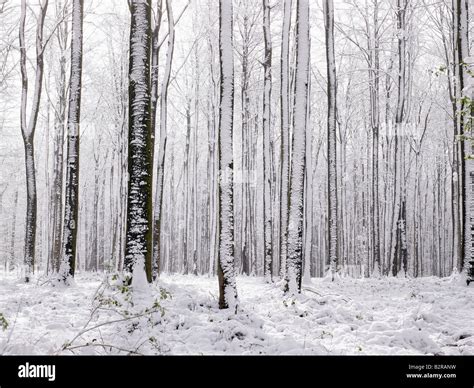 Woods Under Snow Stock Photo Alamy