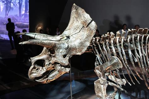 Meet Horridus The Worlds Best Preserved And Most Complete Triceratops