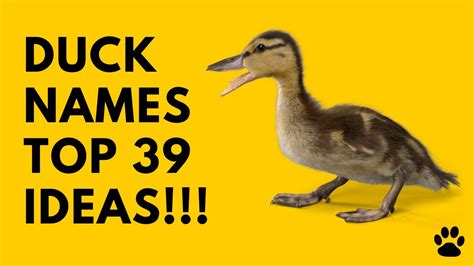 🦆 Duck Names 39 Cute And Best Ideas Names Youtube