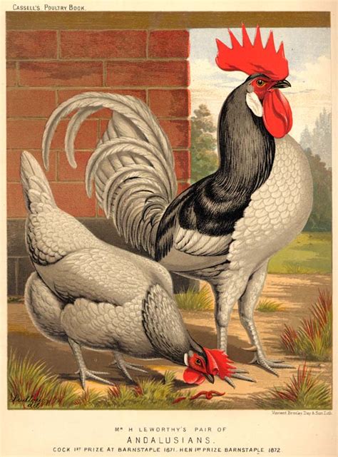 Sisters Warehouse Vintage Roosters And Hens