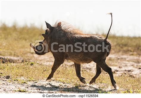 Running Warthog Phacochoerus Africanus Up Close In Botswana Canstock