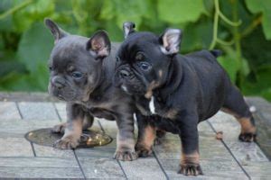 French bulldog breeds, including the standard french bulldog, mini frenchie, and even french bulldog mix breeds, can suffer from according to the american kennel club, the average life expectancy of a french bulldog is 10 to 12 years. How long do bulldogs live