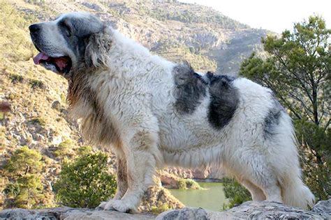 Pyrenean Mastiff Dog Breed Information