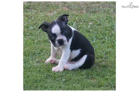 Our goal is to continue the integrity of the breed and provide healthy puppies to. Boston Terrier puppy for sale near Tuscaloosa, Alabama | 7bf8c08b-9a11