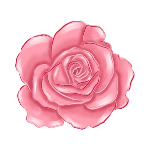 Pink Rose Drawing Illustration Pink Rose Rose Flower Png Transparent
