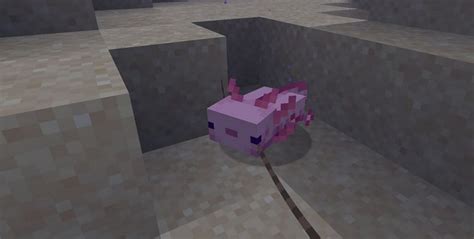 Axolotl In Minecraft Everything Players Need To Know Creators Empire