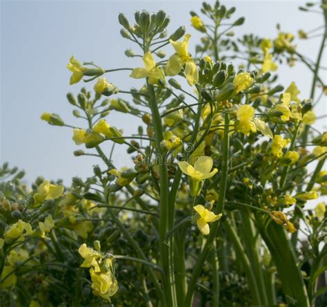 Bolted Broccoli In Bloom Stock Photo Image Of Broccoli 58770572