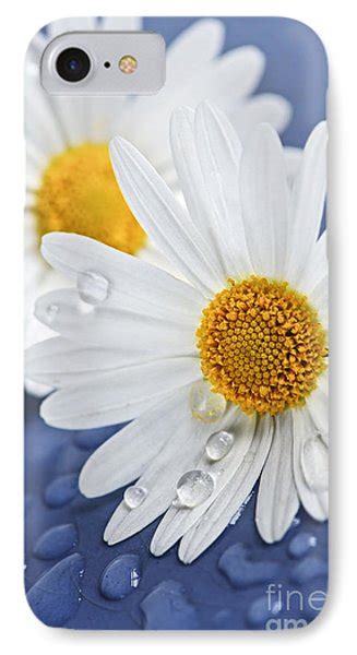 Daisy Flowers With Water Drops Photograph By Elena Elisseeva