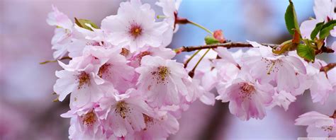 Japanese Cherry Blossom Close Up 4k Hd Desktop Wallpaper