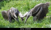 Giant Anteater, animals fighting Stock Photo - Alamy
