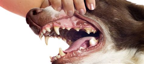 What Can I Do If My Dog Has Gingivitis
