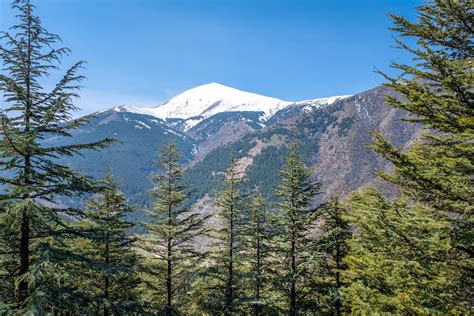 Green Pine Trees Near Mountain Under Blue Sky · Free Stock Photo