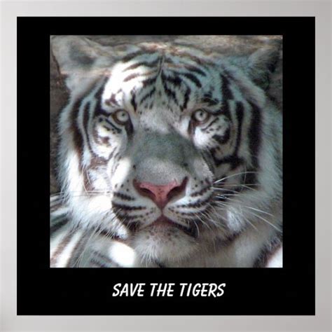 Save The Tigers Posters Save The Tigers Prints Art Prints And Poster