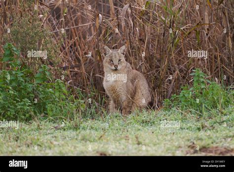 Jungle Cat Felis Chaus In The Wild Sometimes Called Reed Cat Or