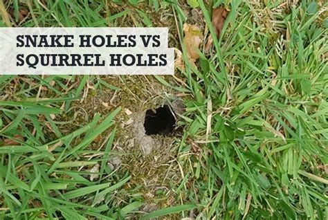 Snake Holes Vs Squirrel Holes How To Tell The Difference