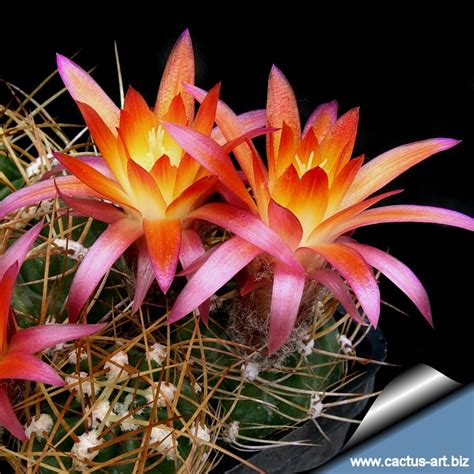 The plant bodies are globose up to 6 inches in diameter and ribbed with between 16 and 20 ribs that are. Lobivia maximiliana var. westii KK437