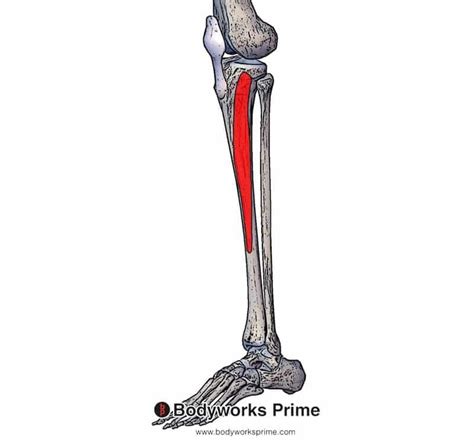 Tibialis Anterior Muscle Anatomy Bodyworks Prime