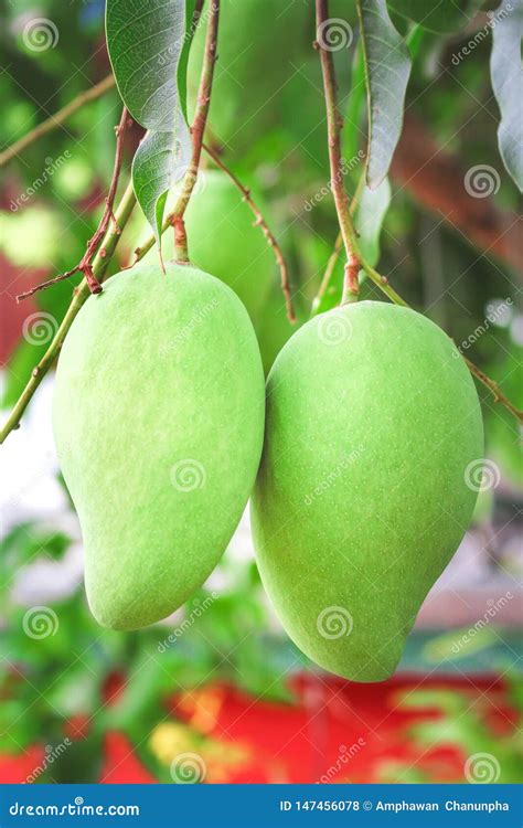 Two Raw Mango Hanging On Tree Nature Tropical Fruit Stock Photo
