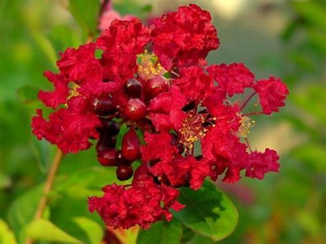 Plantfiles Pictures Crepe Myrtle Crape Myrtle Dwarf Red