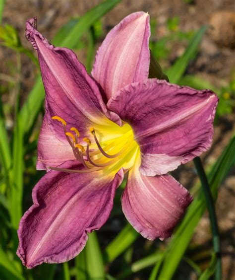 Hemerocallis Prairie Blue Eyes 2015 Day Lilies Daylily Garden