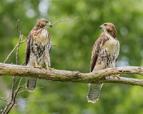 Juvenile Red Tailed Hawks Eyeing Each Other Photograph By