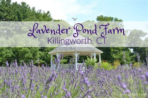 Lavender Pond Farm In Killingworth Ct Ct Mommy Blog