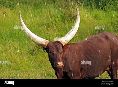 Ankole Watusi Bull Cattle Lake Mburo National Park Uganda East