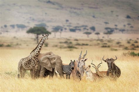 African Safari Animals In Dreamy Kenya Scene Photograph By