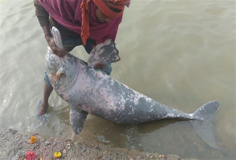 dead dolphin thrown back into ganga in bihar without autopsy