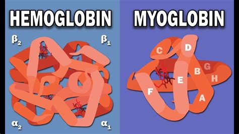 Hemoglobin Structural Diagram