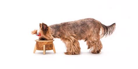 Cooking food for your pup means that you have complete control over the ingredients that your dog is eating. 13 Homemade Dog Food Recipes for Small Dogs - Top Dog Tips
