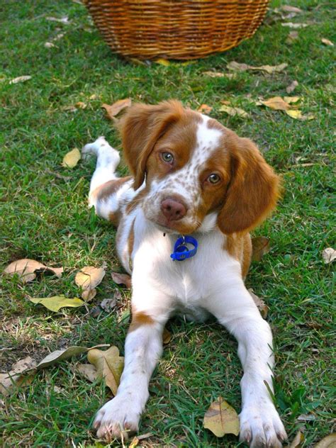 Brittany Dog Breed Information And Pictures